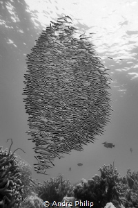 Tornado over the reef ;-) - a cloud of small engeneer gobys by Andre Philip 